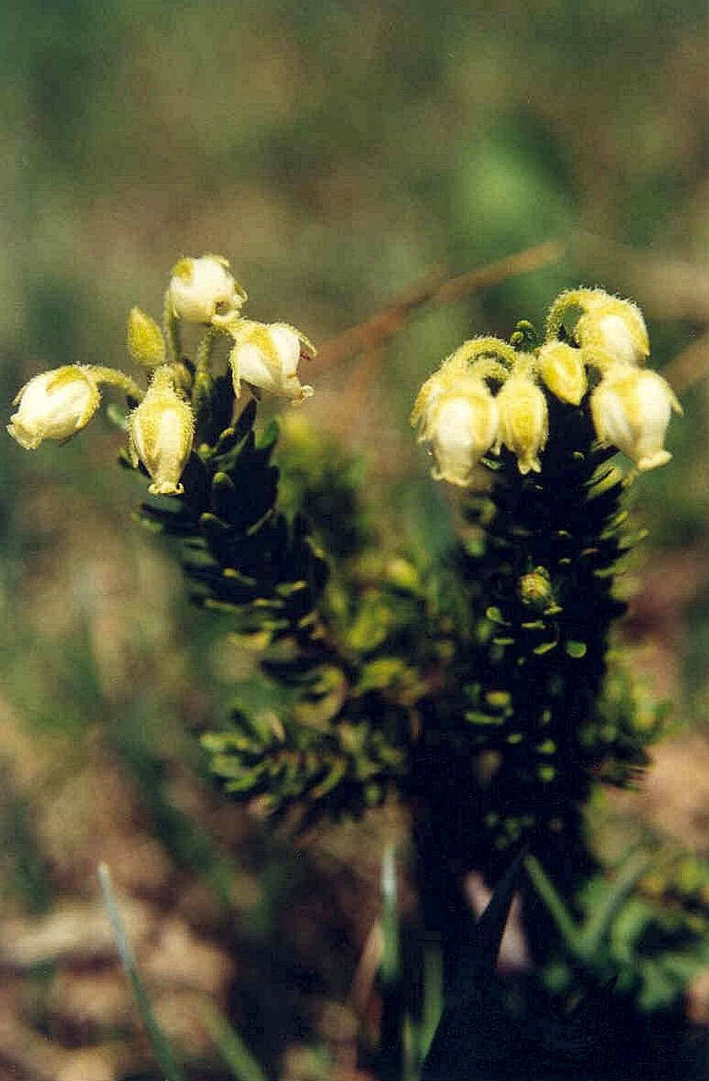 Yellow Mountain Heather (Phyllodoce glanduliflora)