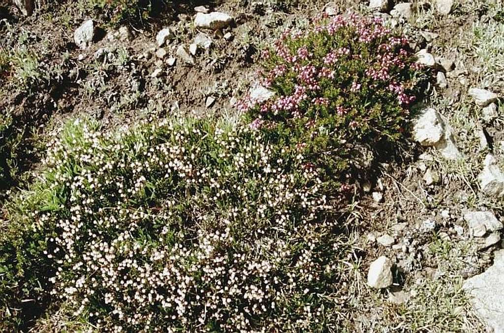 Pink and Mertens Mountain Heather