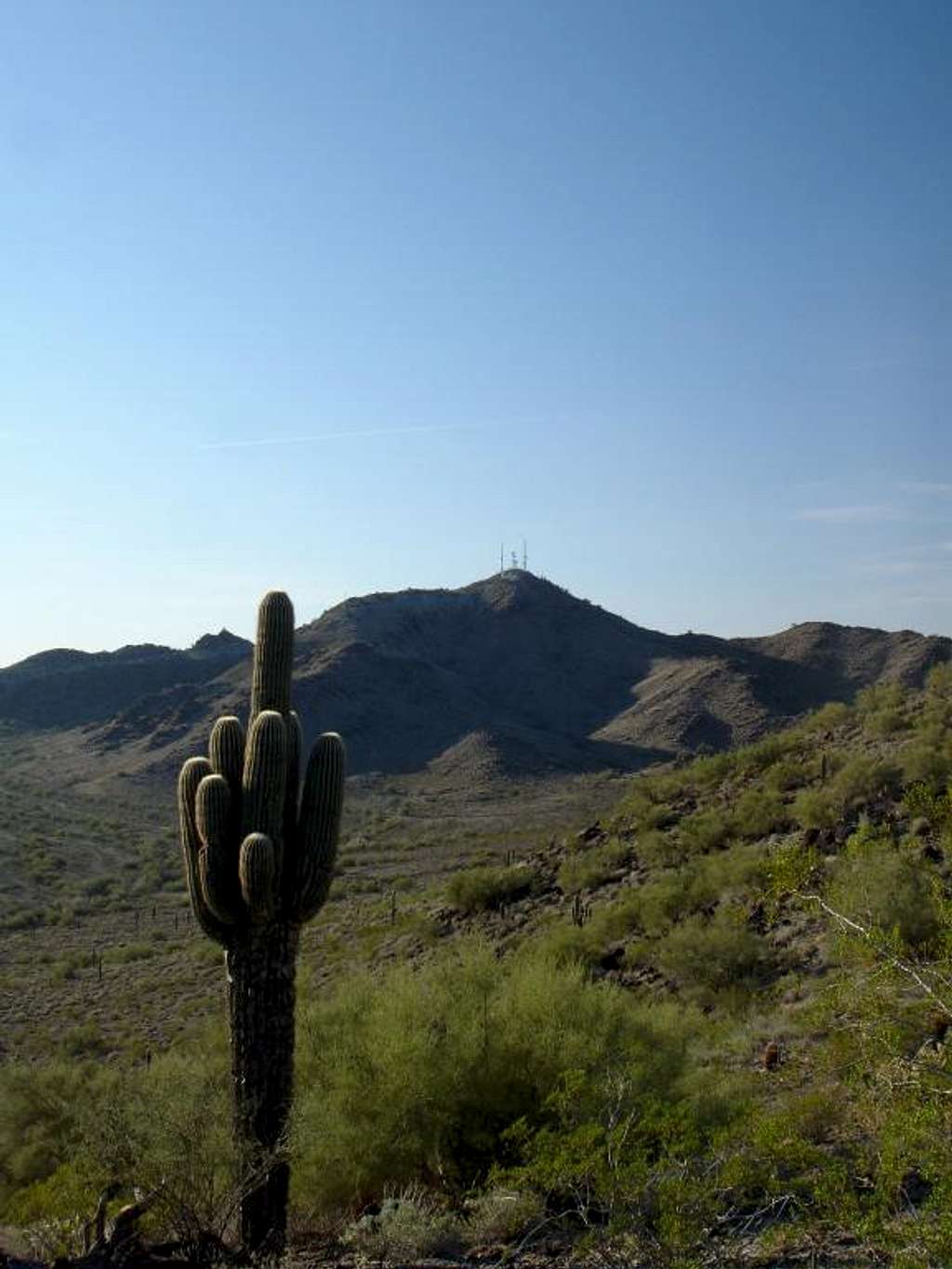 North Mountain framed by a Saguaro cactus
