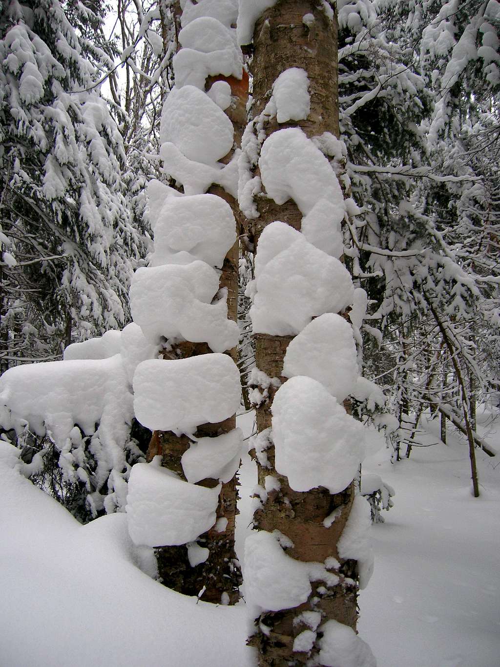 Birch &Snow