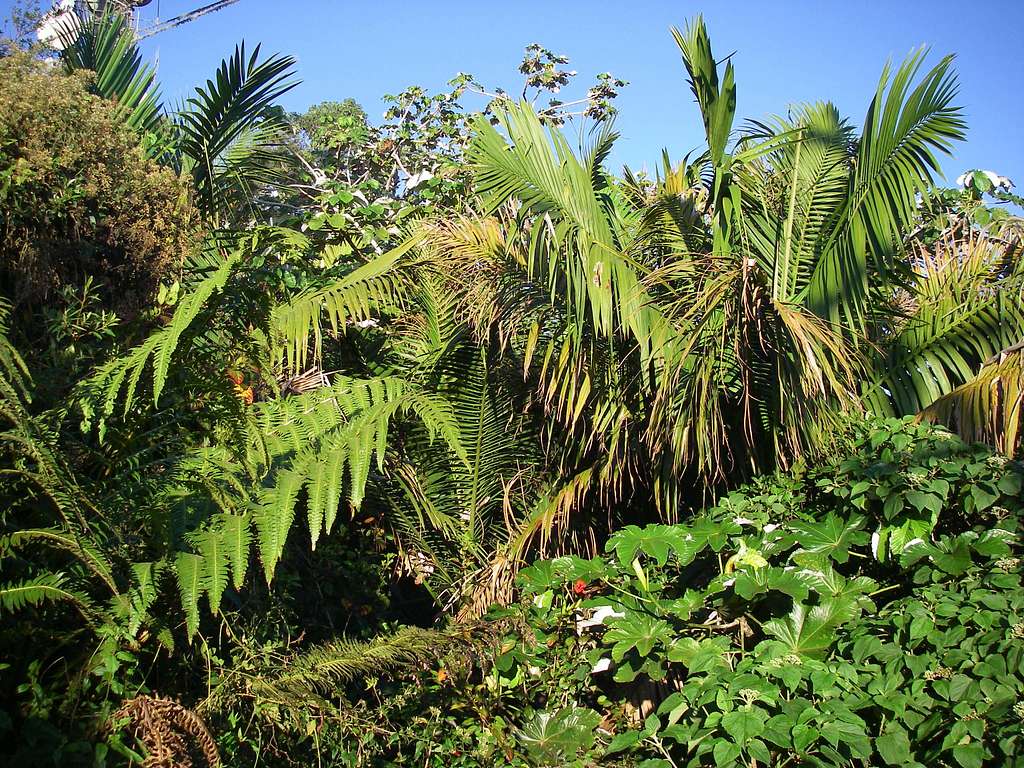 Rainforest vegetation on Cerro de Punta