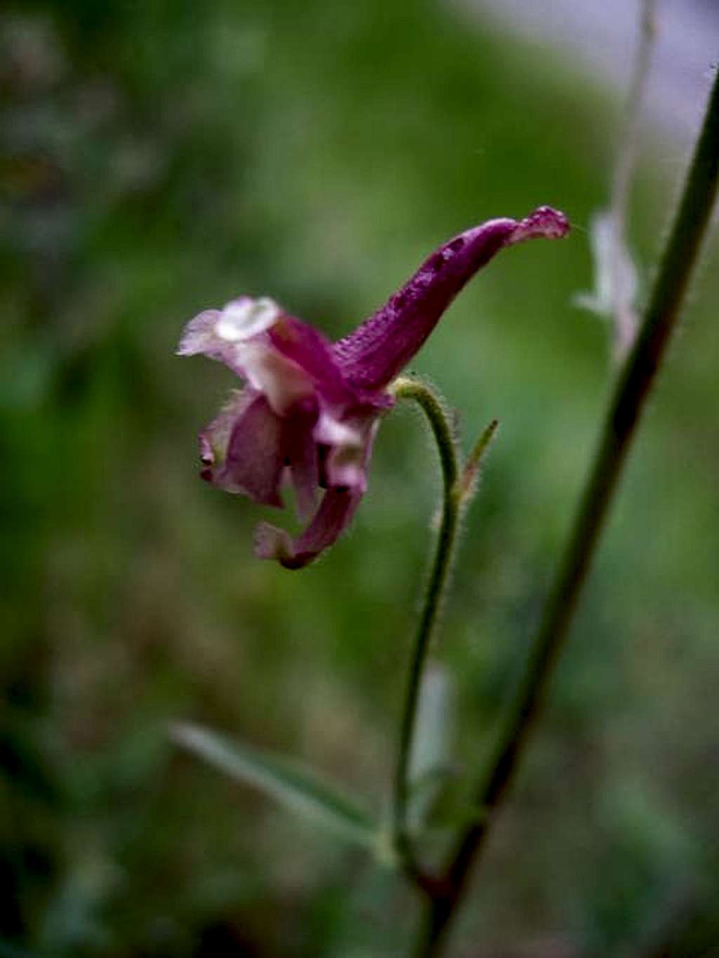 Kern County Larkspur <i>Delphinium purpusii</i>