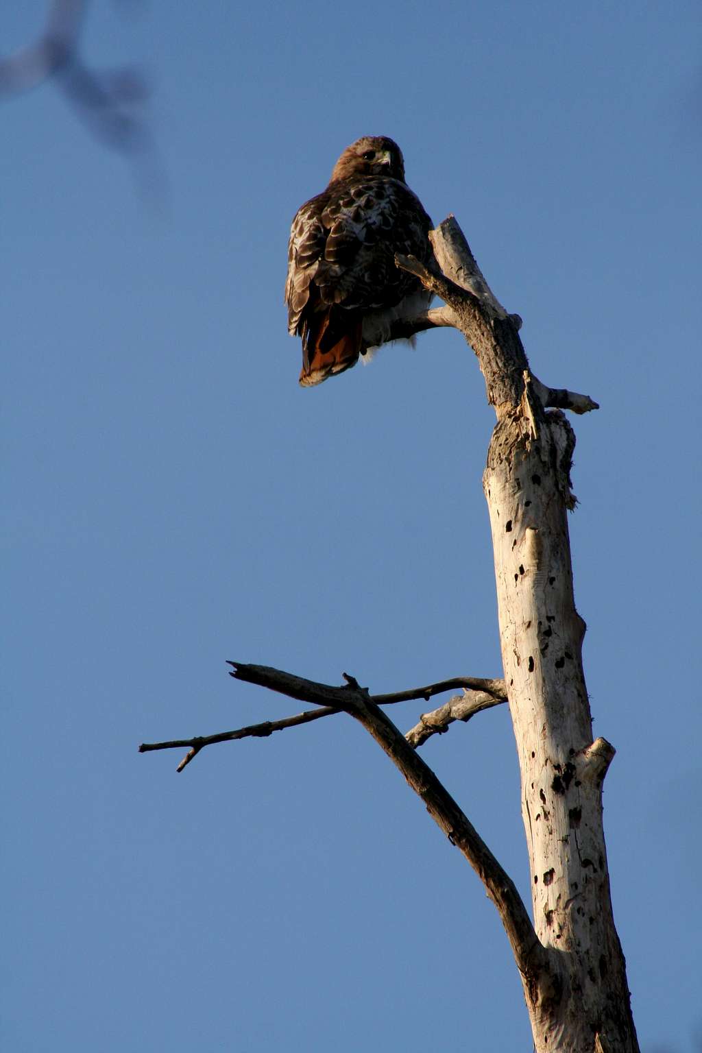 Red-Tailed Hawk