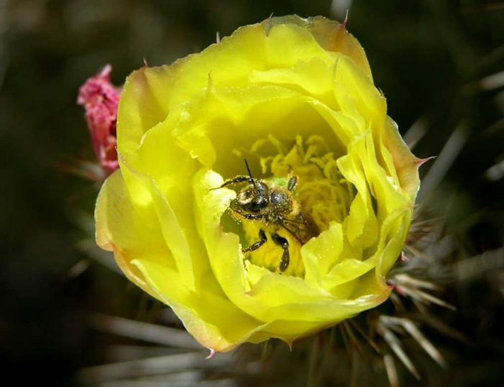 bee on cactus flower