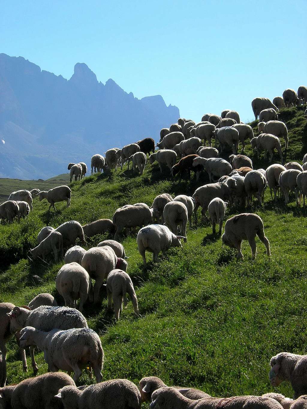 Col de Galibier sheep