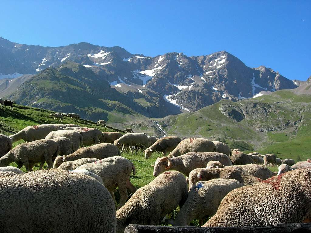 Col de Galibier sheep 2