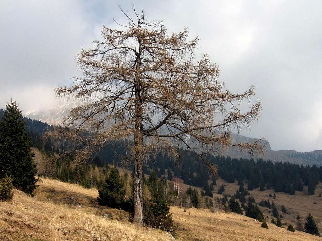 Solitary larch