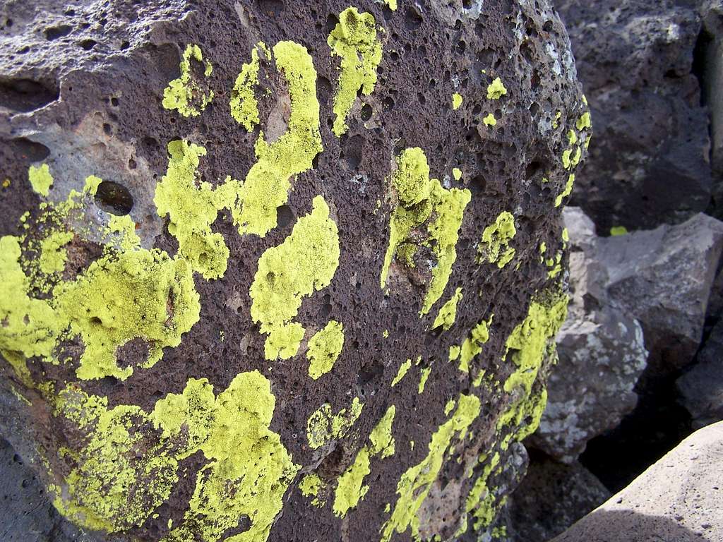 Lichens on Lava Rock