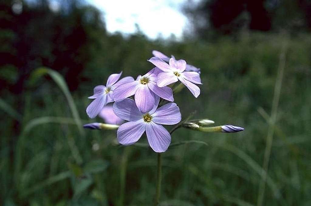 One of the rarest plants on earth, Idaho Phlox (Phlox idahonis)