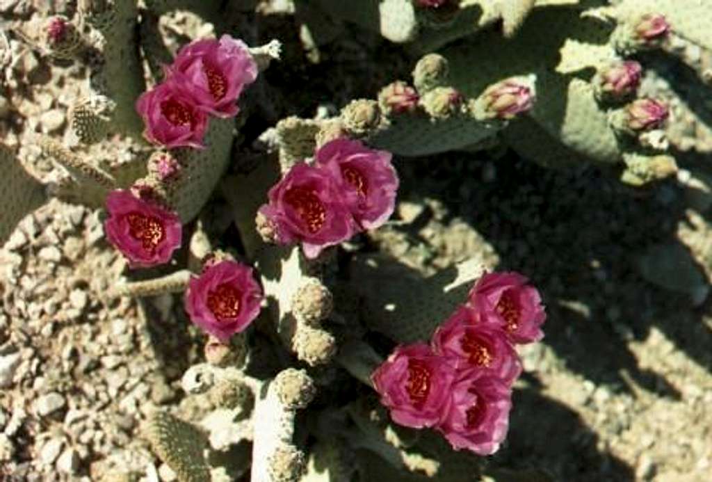 Beavertail Cactus @ Lake Mead