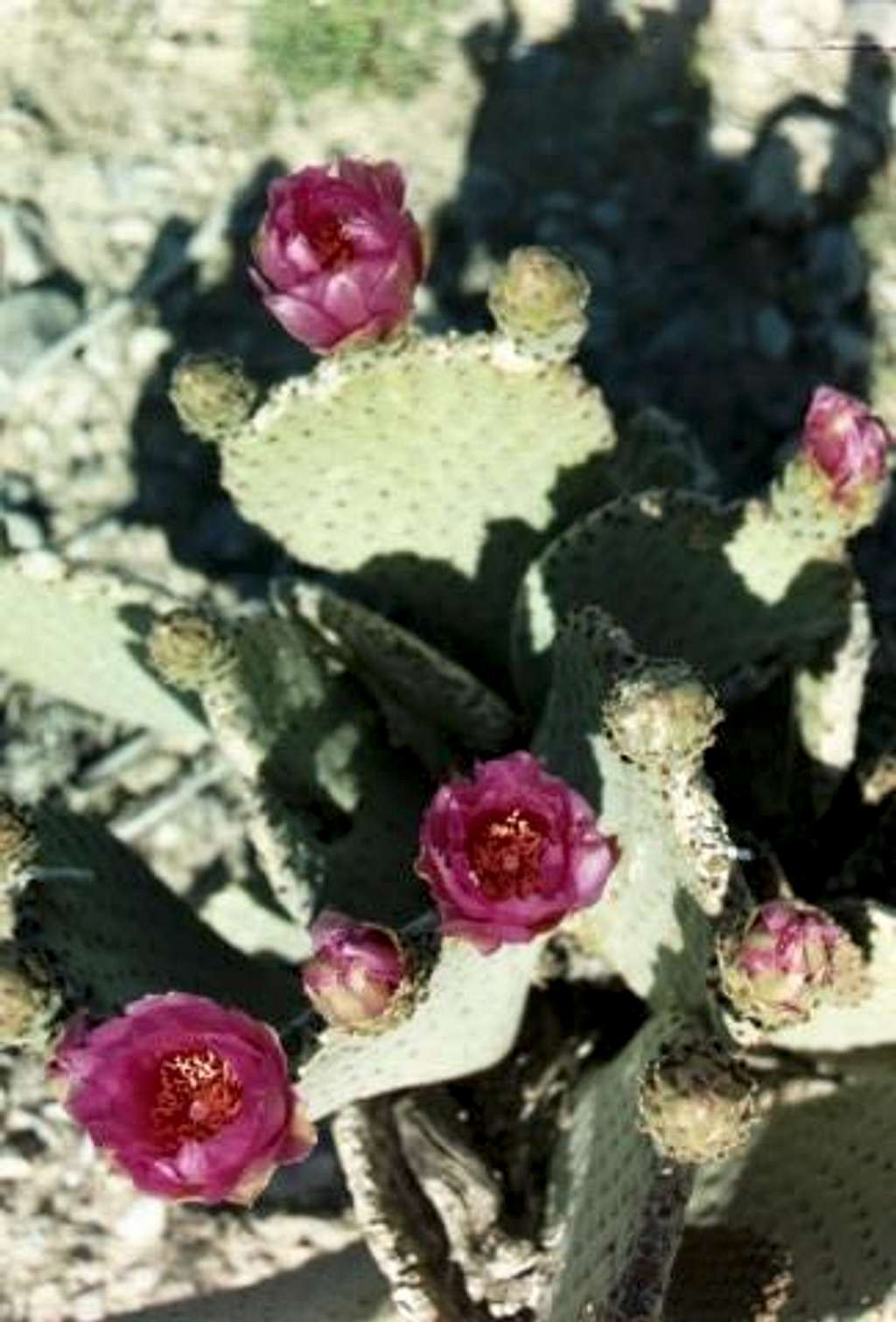 Blooming Beavertail Cactus