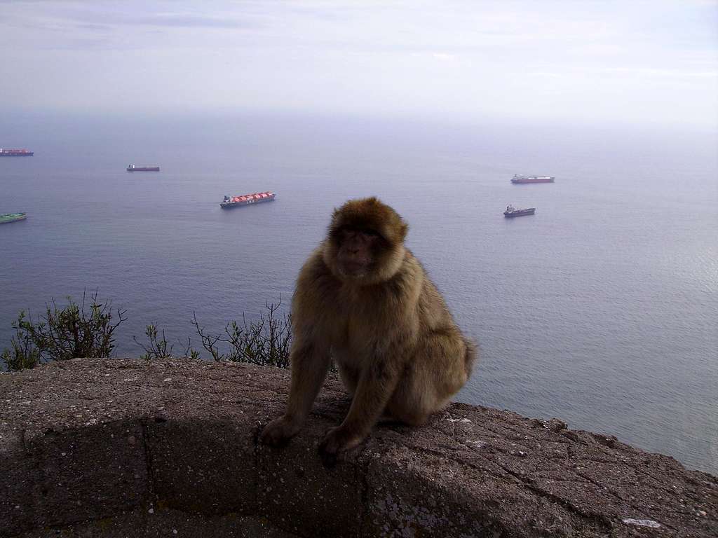 Local Gibraltar Apes