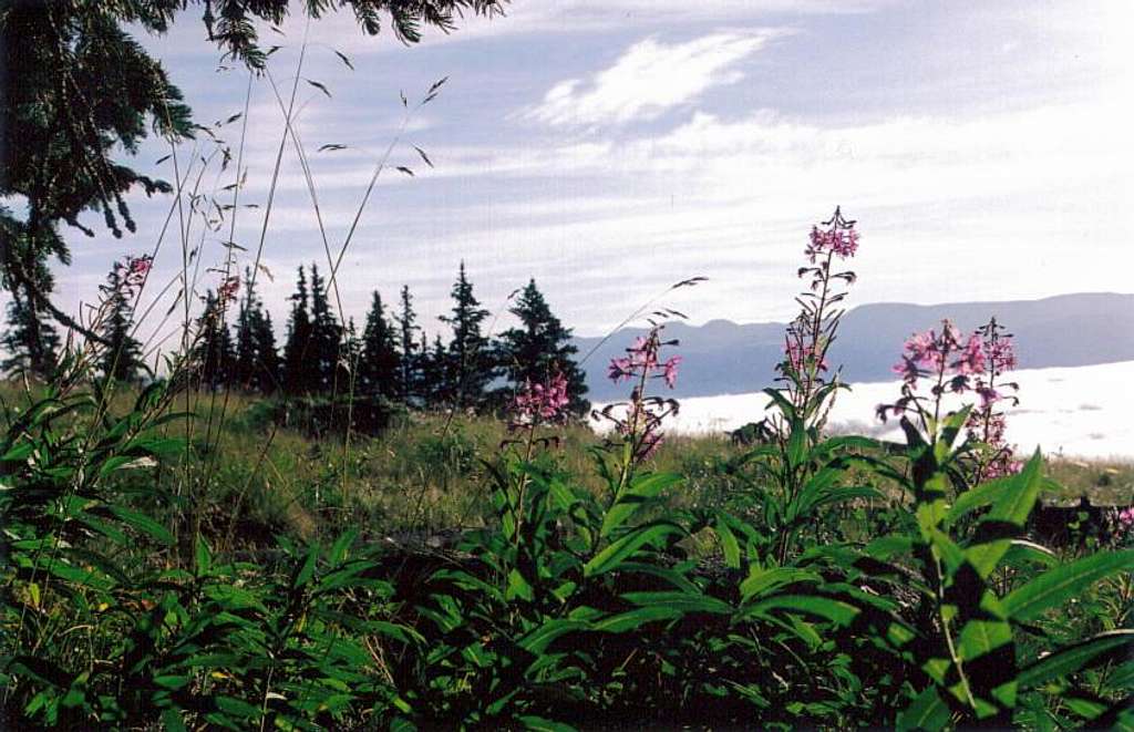 Mt. Elbert flowers