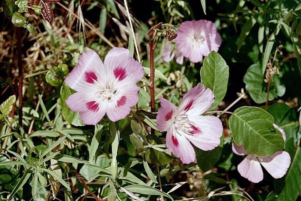 Farewell-to-spring (Clarkia amoena)