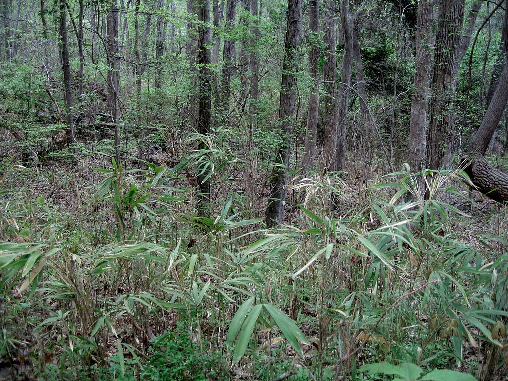 Bamboo on the perimeter trail around Dowdell's Knob