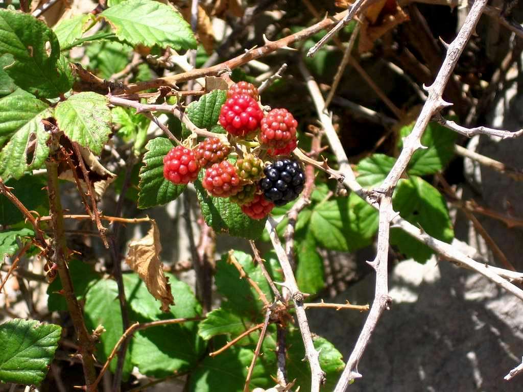Blackberries on the way down from Nosorog
