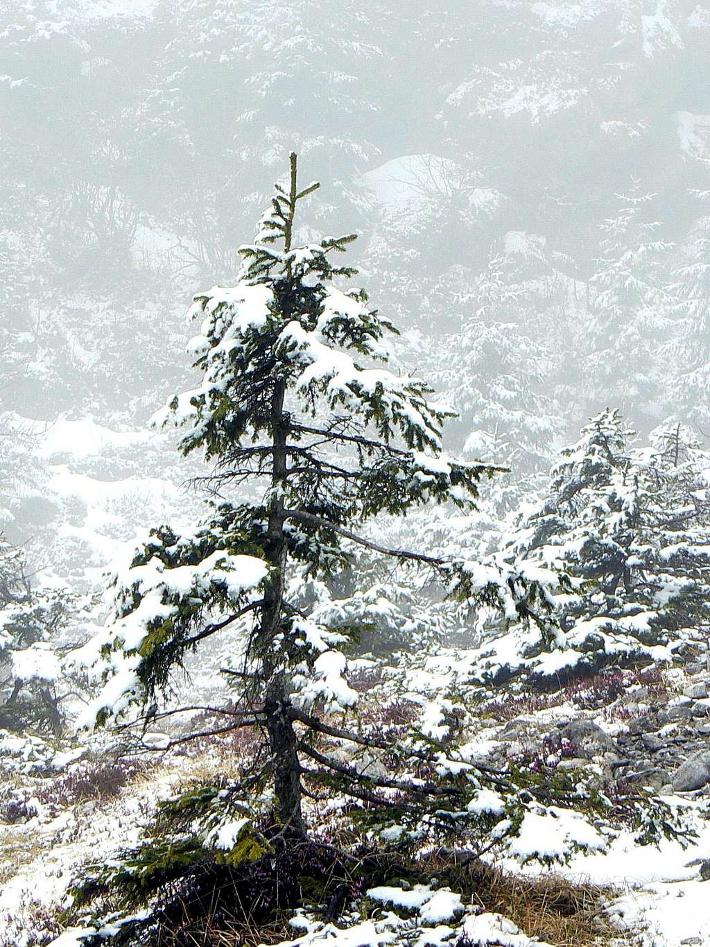 Winter return : Photos, Diagrams & Topos : SummitPost