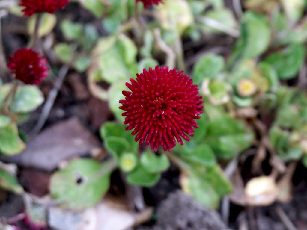 Local red flower