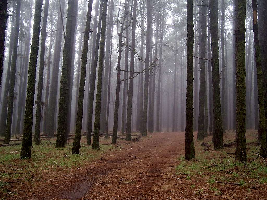 Pines in the Coronal Forest