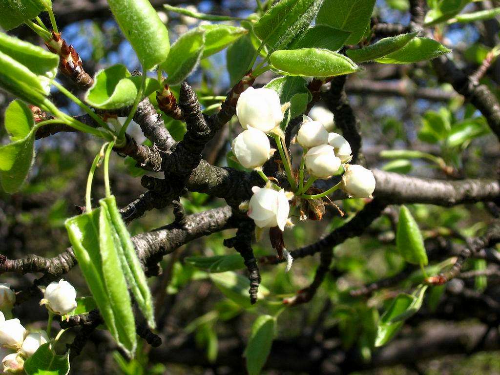 Wild pear