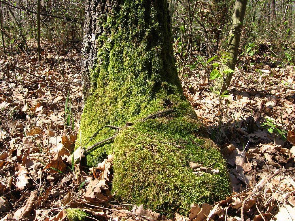 Moss on an oak tree