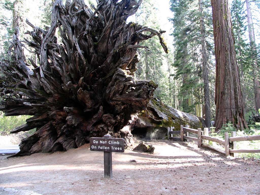 Fallen Sequoia