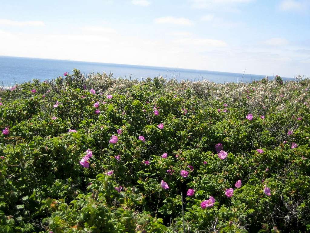 Wild roses near the sea