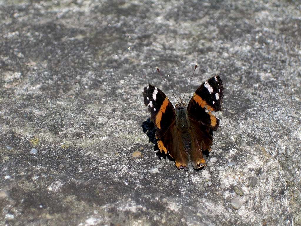 Wonderful butterfly