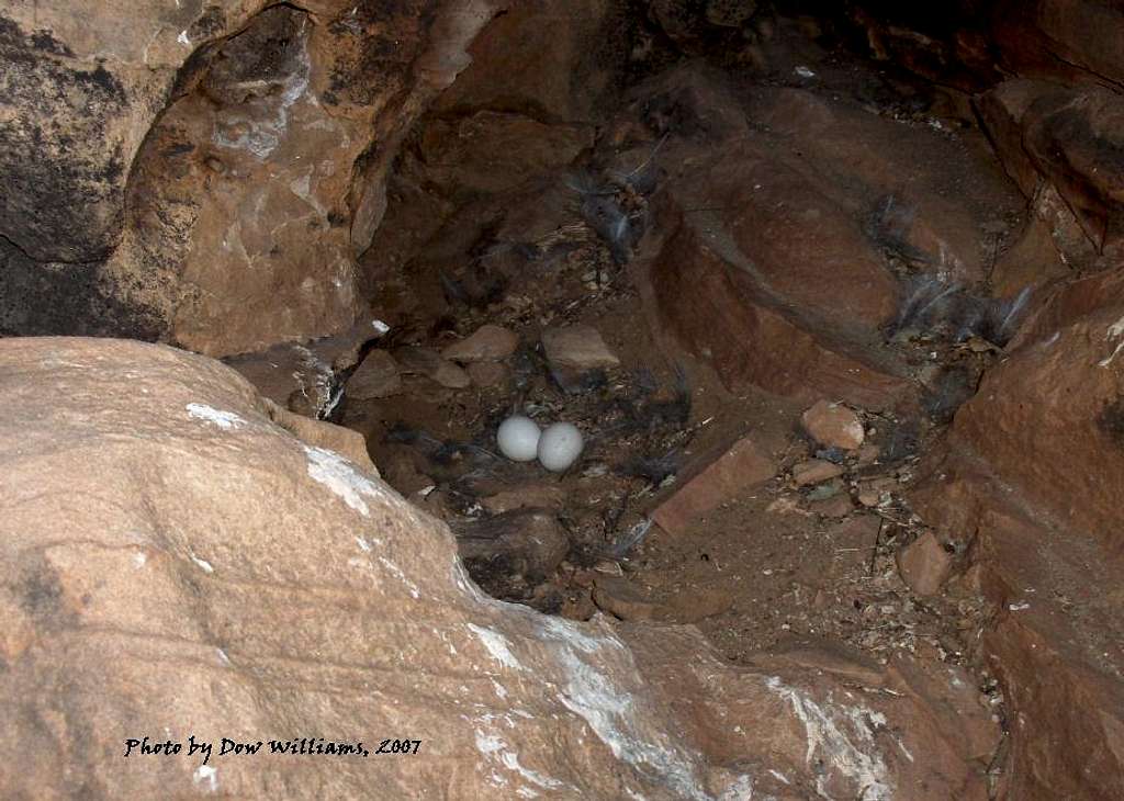 Horned Owl Nest-Eggs