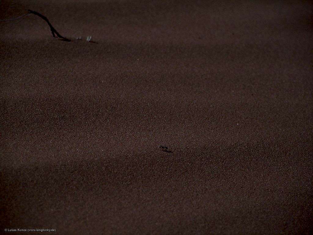 Brave ant climbing a dune...