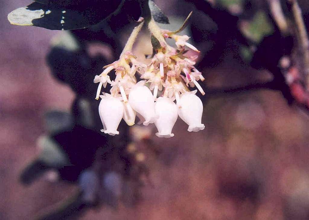 Bristly Manzanita (Arctostaphylos columbiana)
