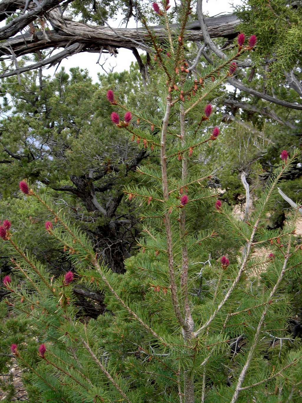 Blooming Pine(or Fir?)