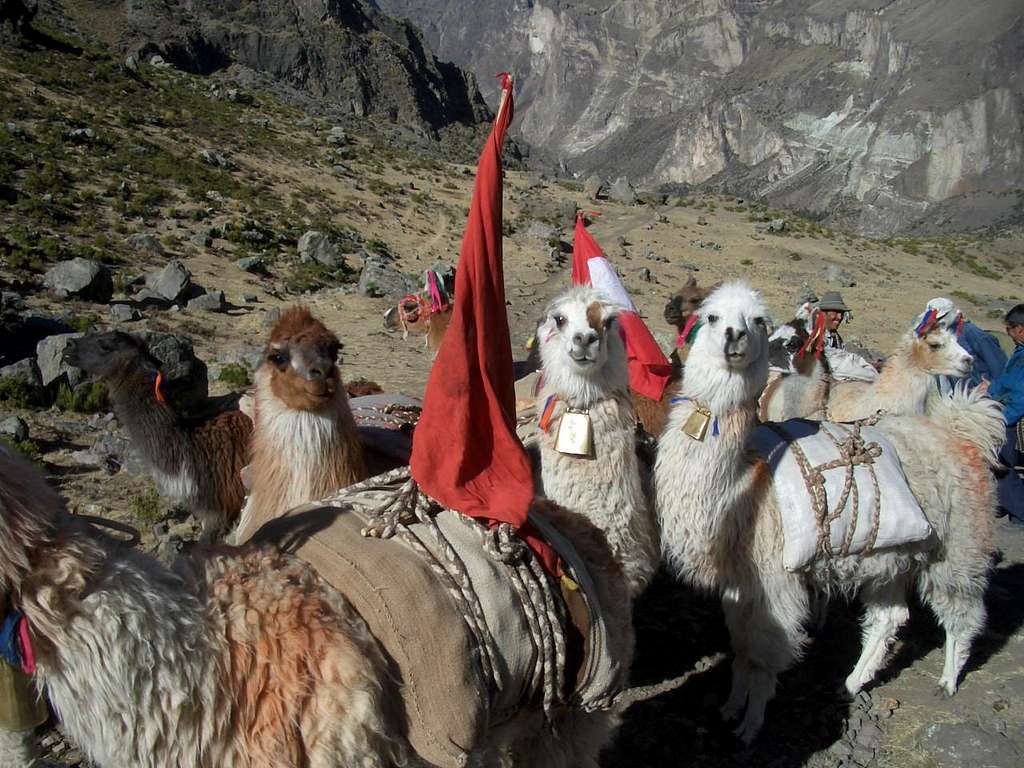 Pack Llamas