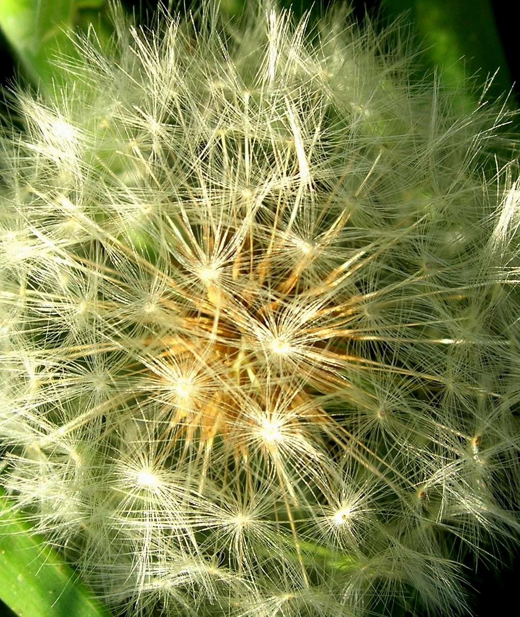 Seeds of the Dandelion