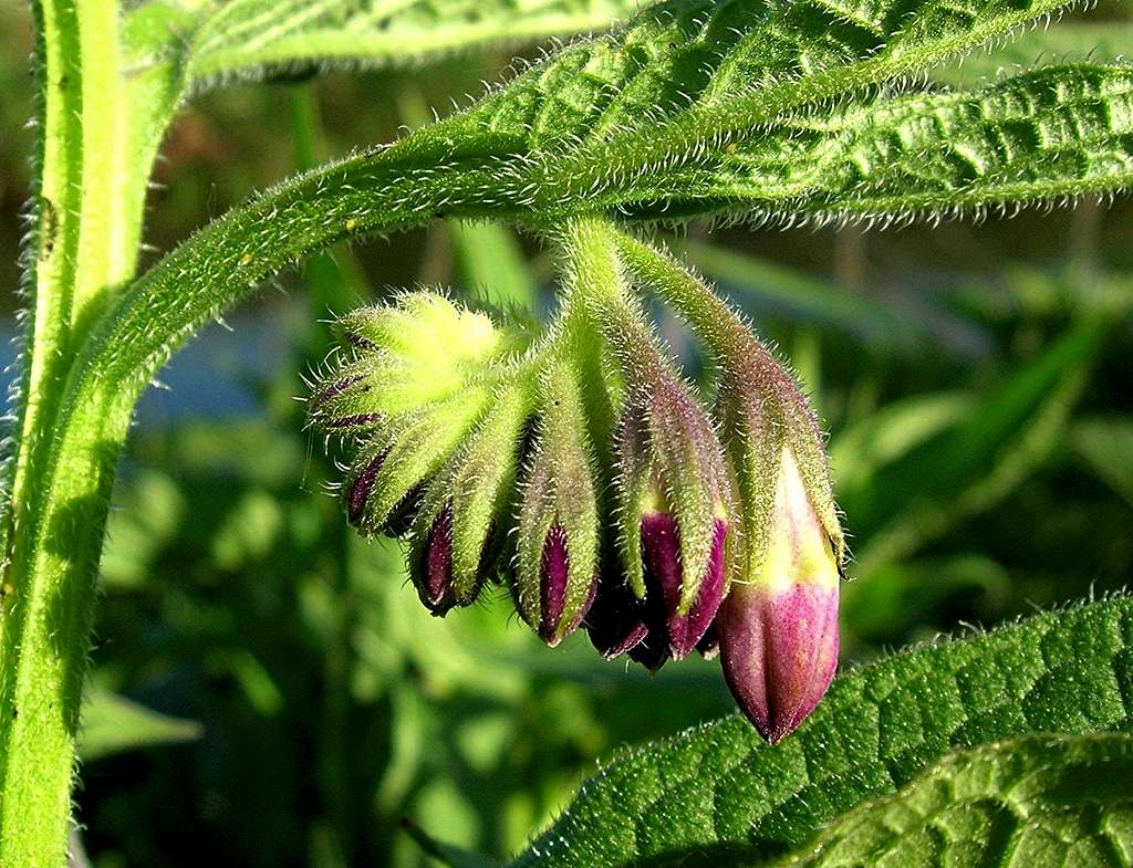 Comfrey <b><i>Symphytum officinale L.</i></b>