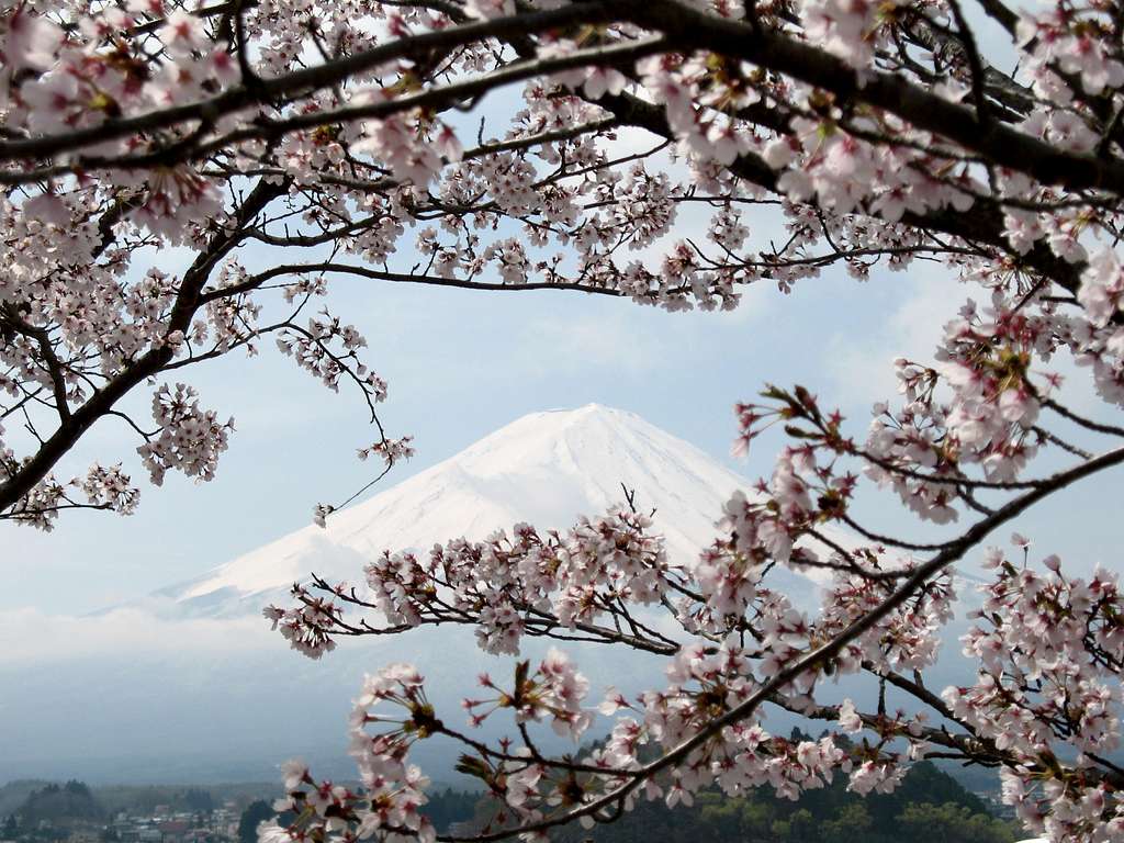 mount fuji seen from kawaguchiko lake with cherry blossoms, 04/20/07