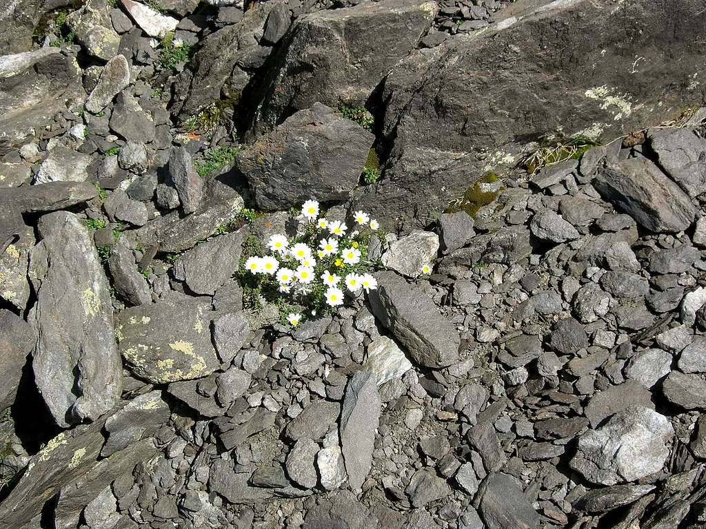 Composition of rocks and flowers
