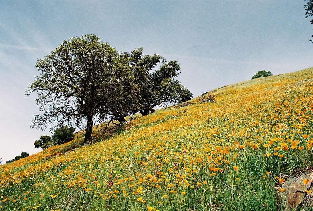 Oaks and California Poppies
