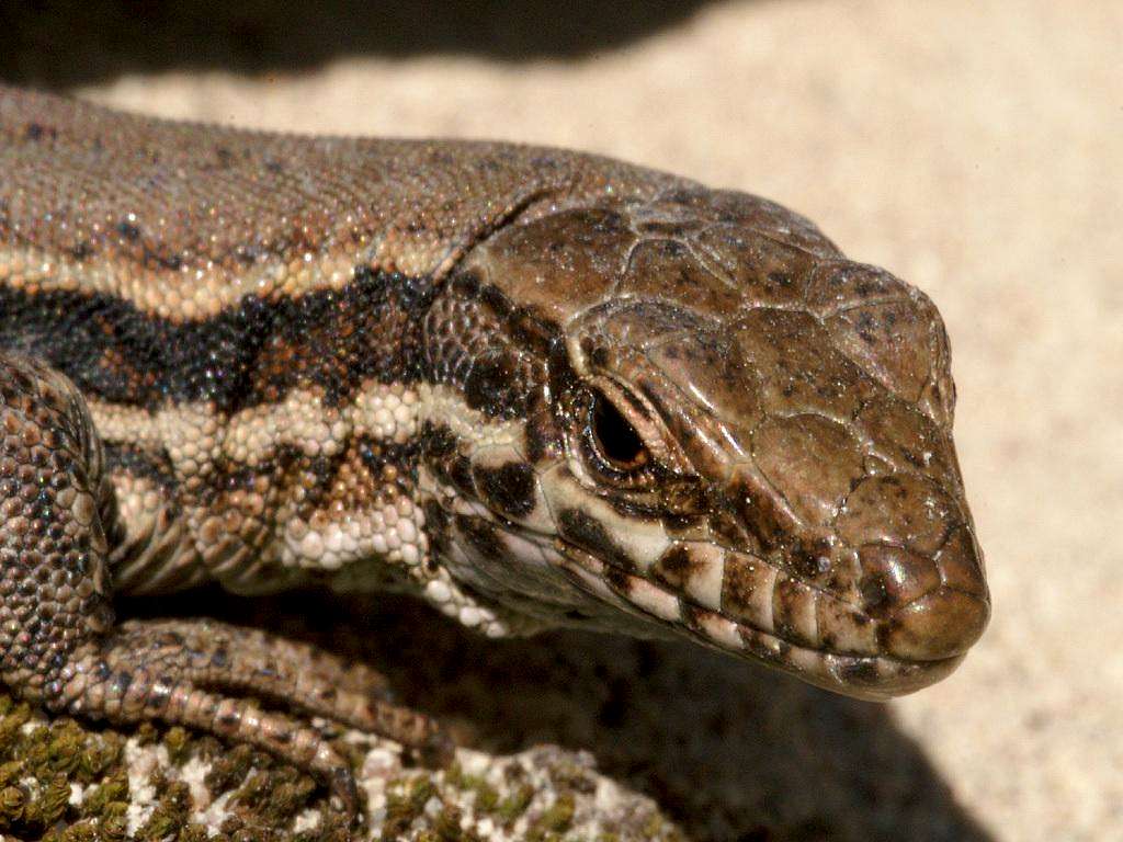 Female Wall Lizard