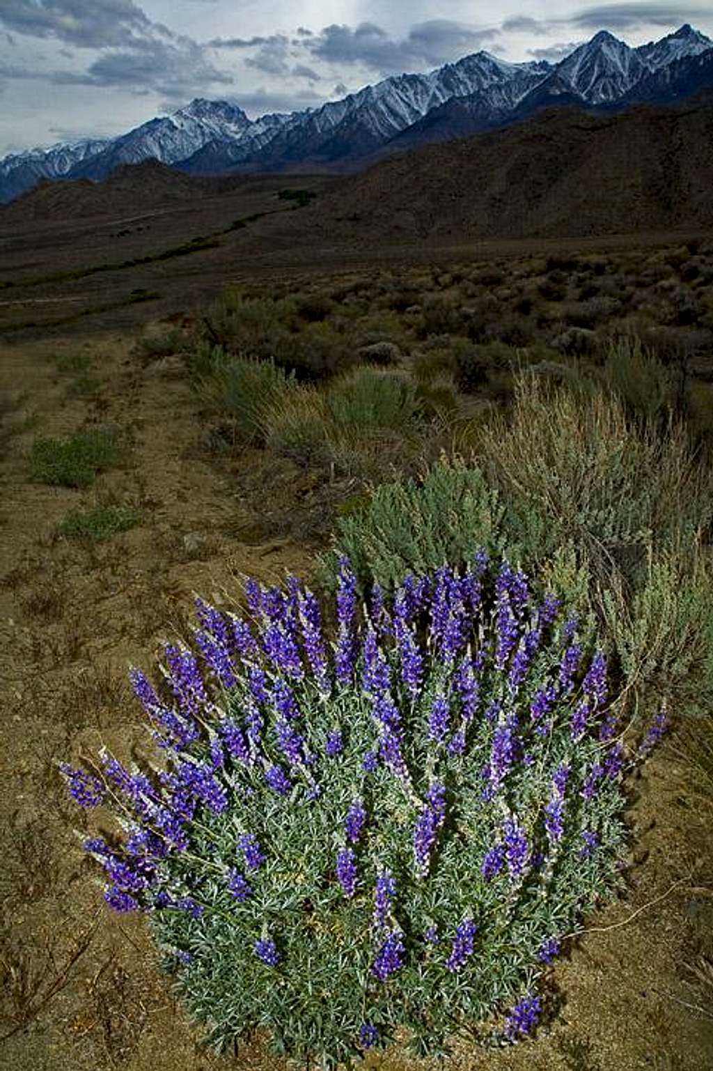 Lupine in eastern Sierras