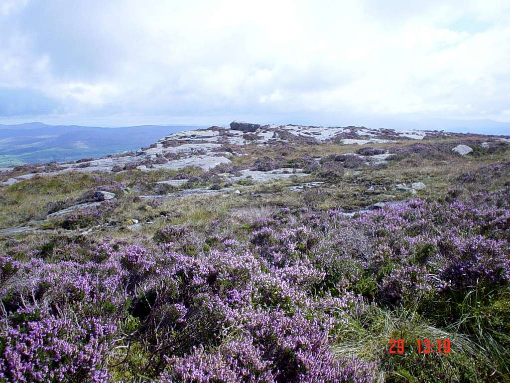 Northern Rhinogs