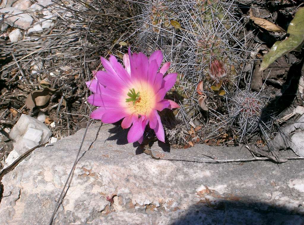 Cuauhtemoc Peak (Desert Flower)