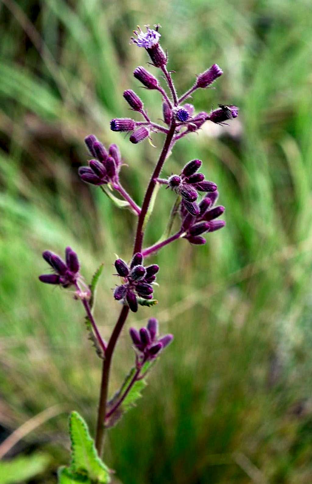 Trifolium Usambarensis