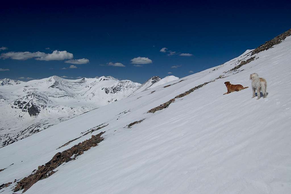 Dogs on route to North Star Mountain