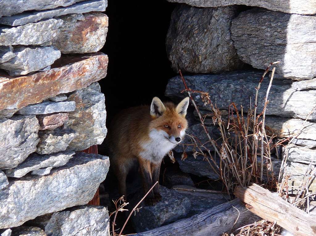 The Fox (Valsavarenche, Gran Paradiso), 22 febbraio 2007