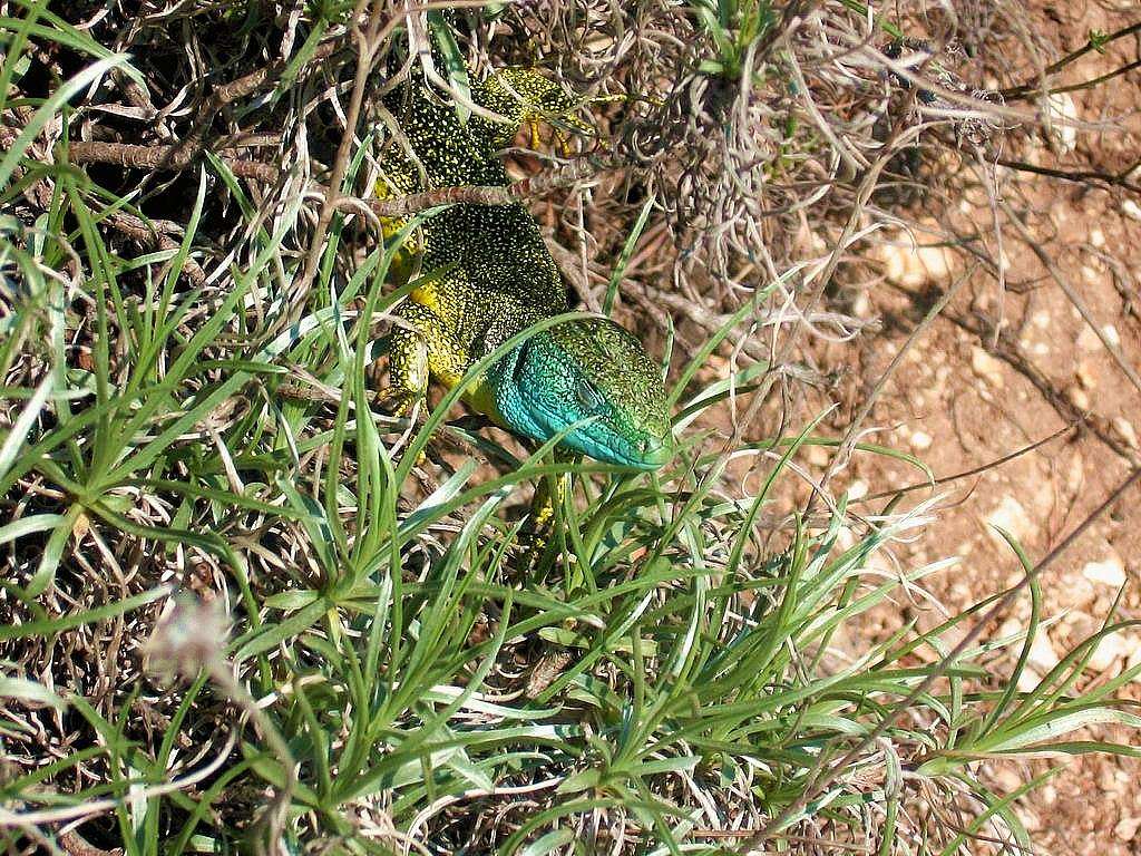 Colorful lizard - Lacerta virdis