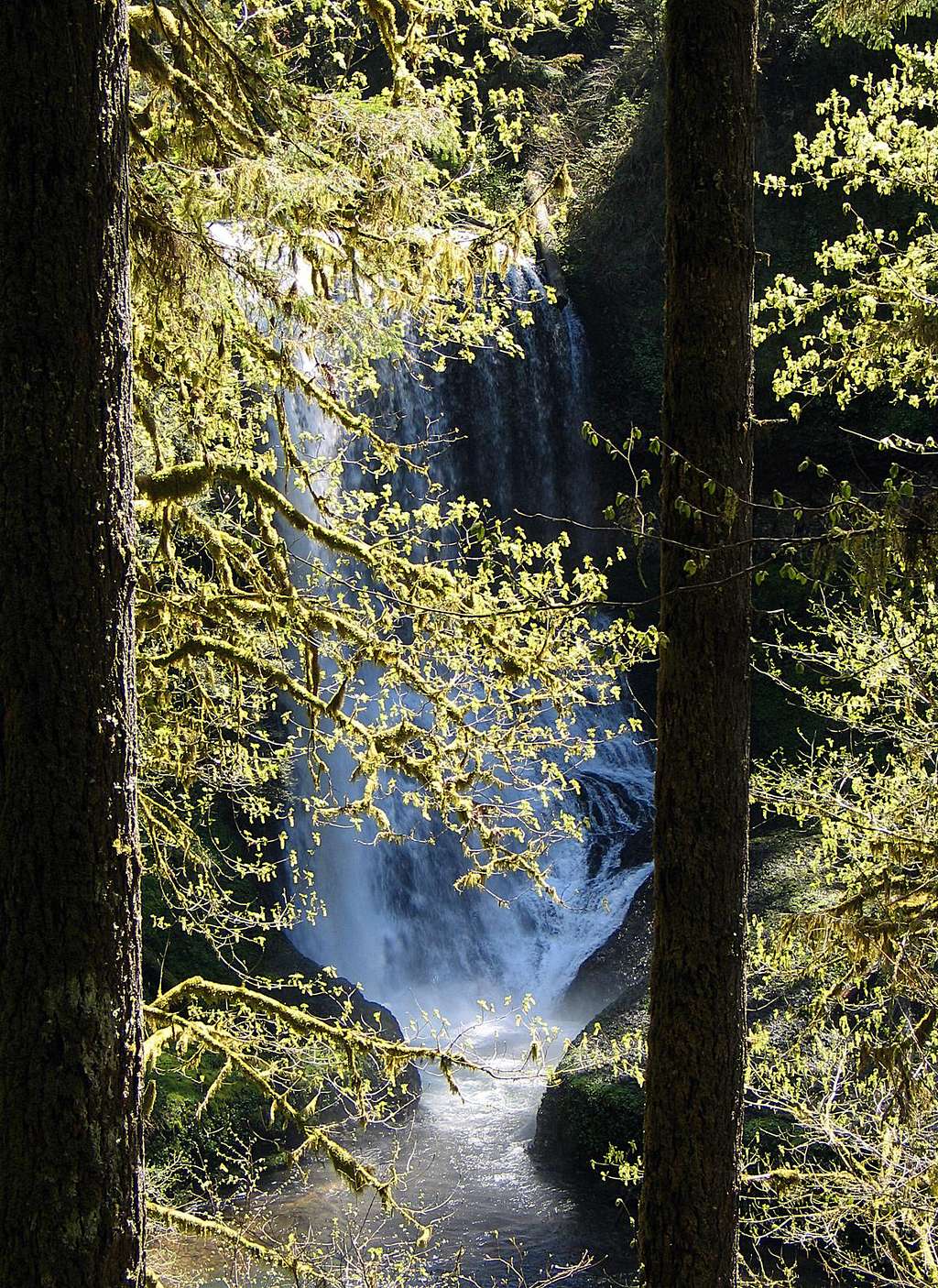 Middle North Falls through the trees