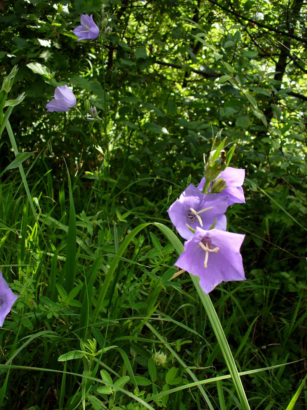 Bell-flower (Harangvirág)