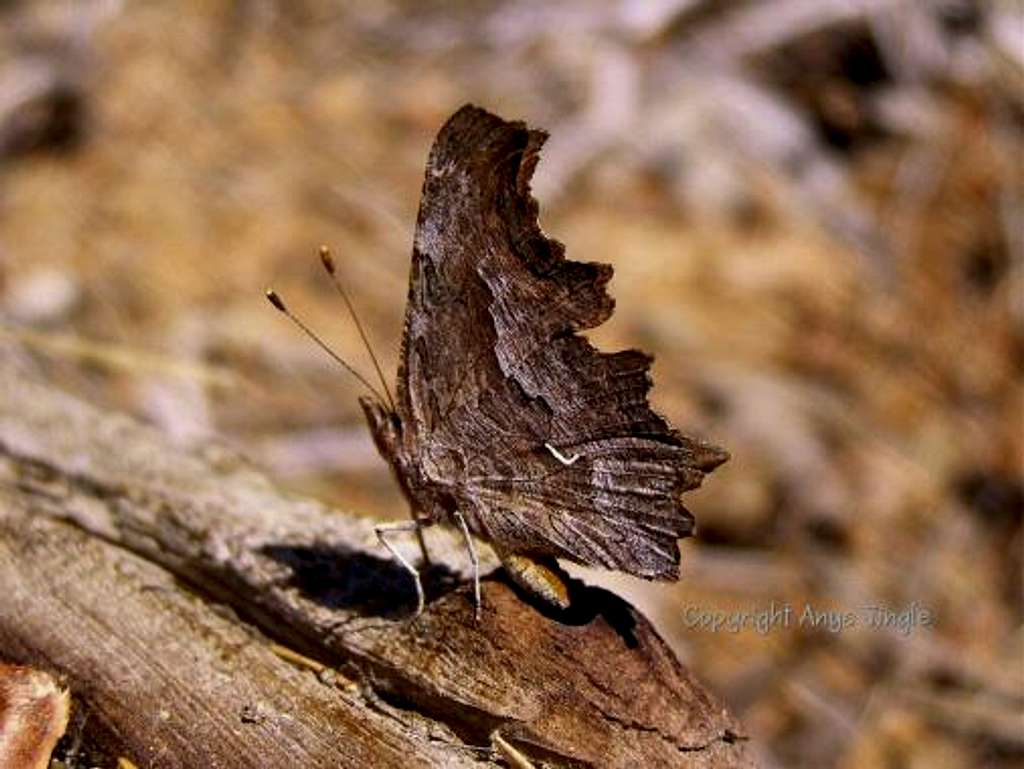 Zephyr Anglewing camouflaged
