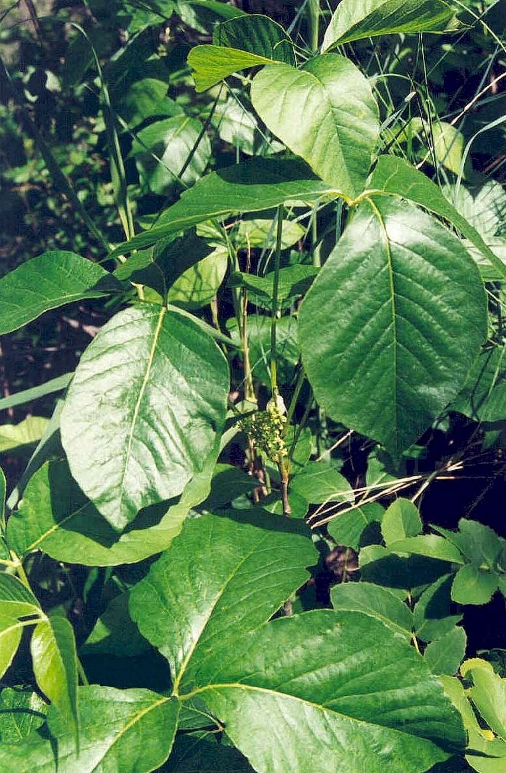 Poison Ivy (Rhus radicans)